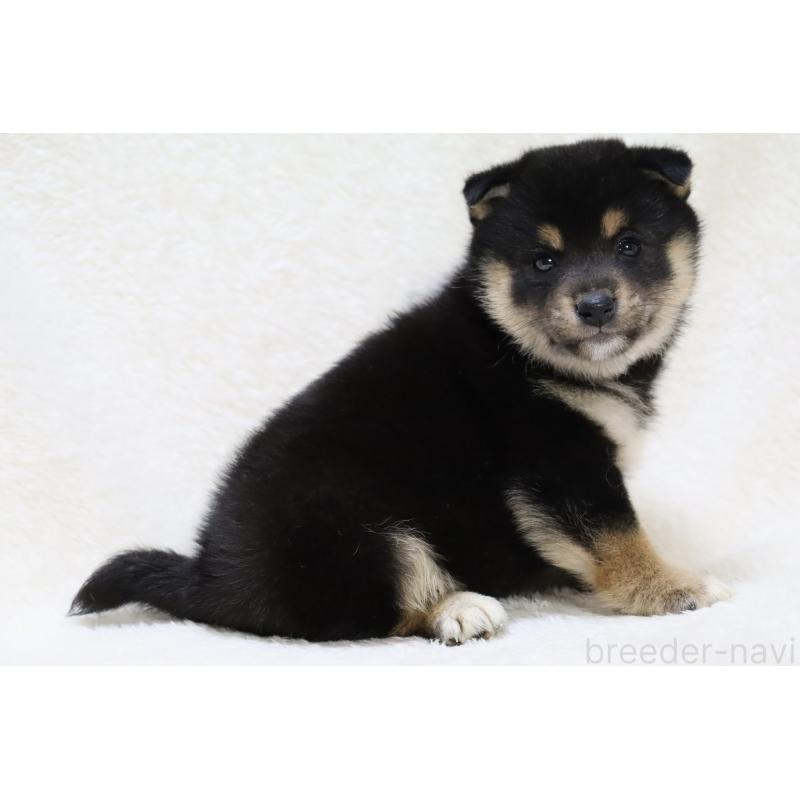 販売中の滋賀県の柴犬-448828の5枚目