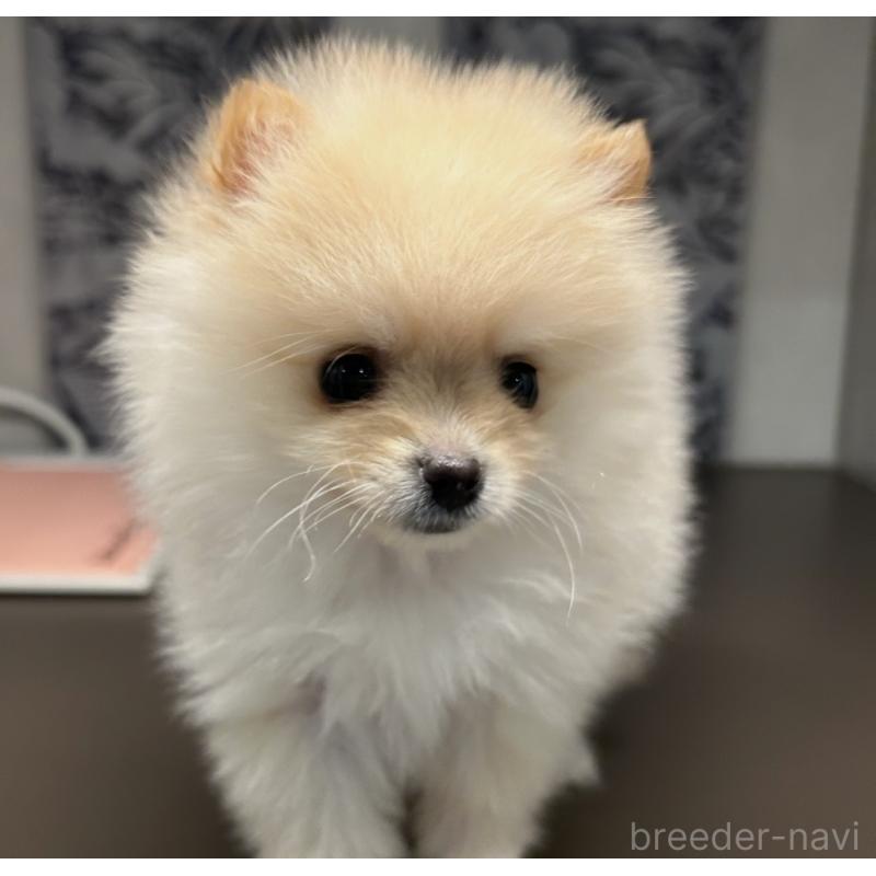 販売中の東京都のポメラニアン-448830の4枚目