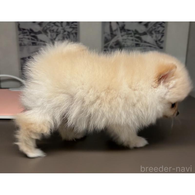 販売中の東京都のポメラニアン-448830の3枚目