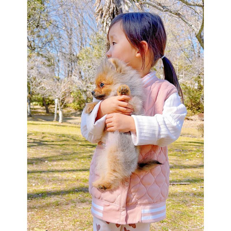 販売中の岐阜県のポメラニアン-430648の15枚目