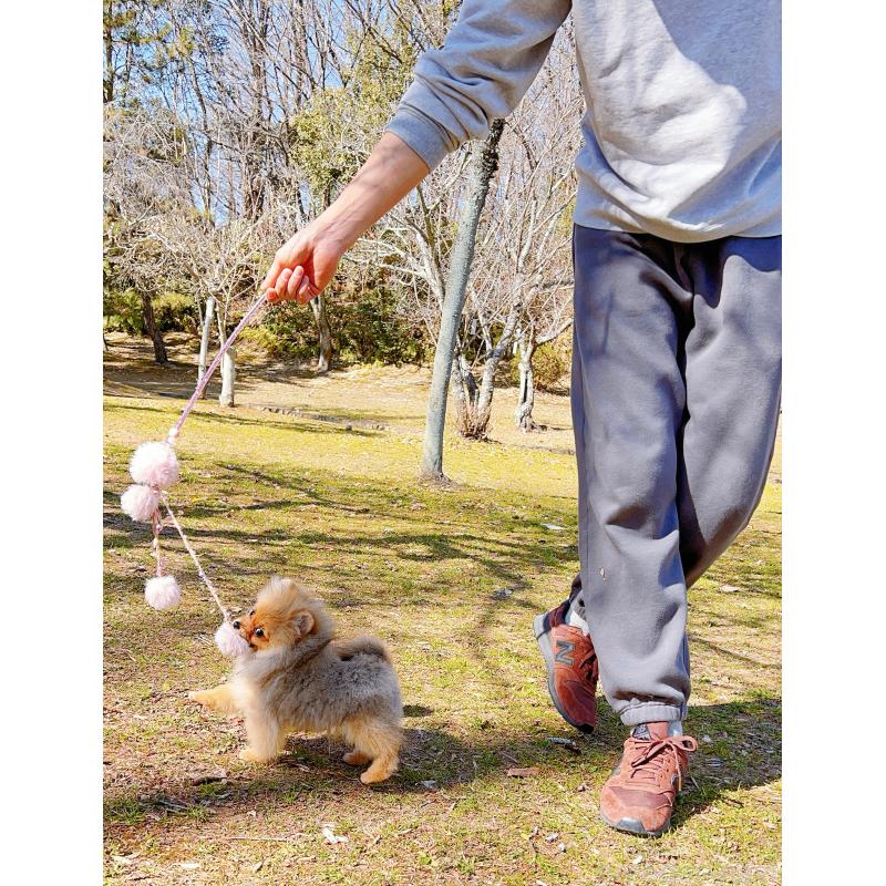 販売中の岐阜県のポメラニアン-430648の14枚目