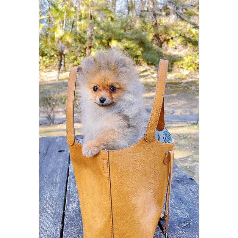 販売中の岐阜県のポメラニアン-430648の13枚目