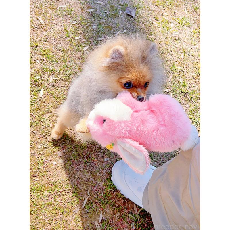 販売中の岐阜県のポメラニアン-430648の12枚目
