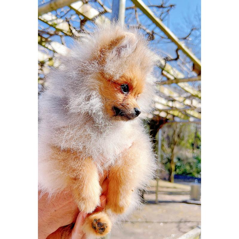 販売中の岐阜県のポメラニアン-430648の11枚目