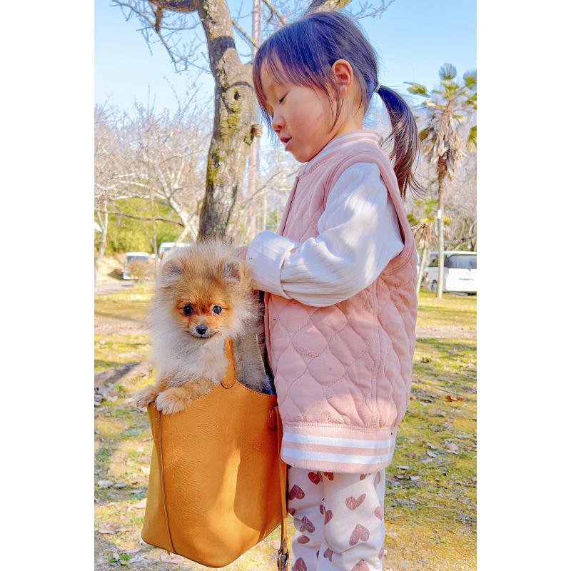 販売中の岐阜県のポメラニアン-430648の10枚目