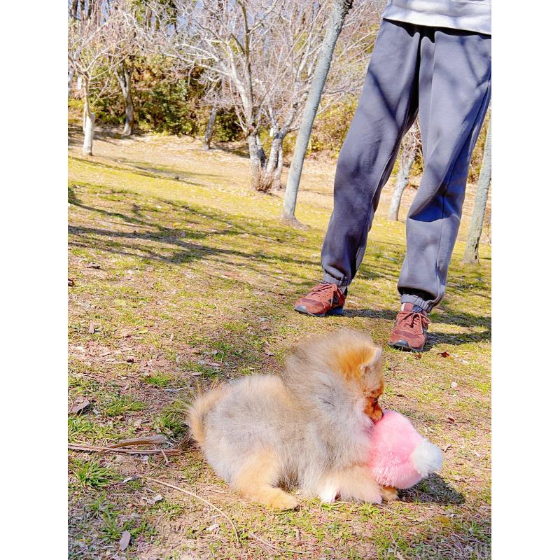 販売中の岐阜県のポメラニアン-430648の9枚目