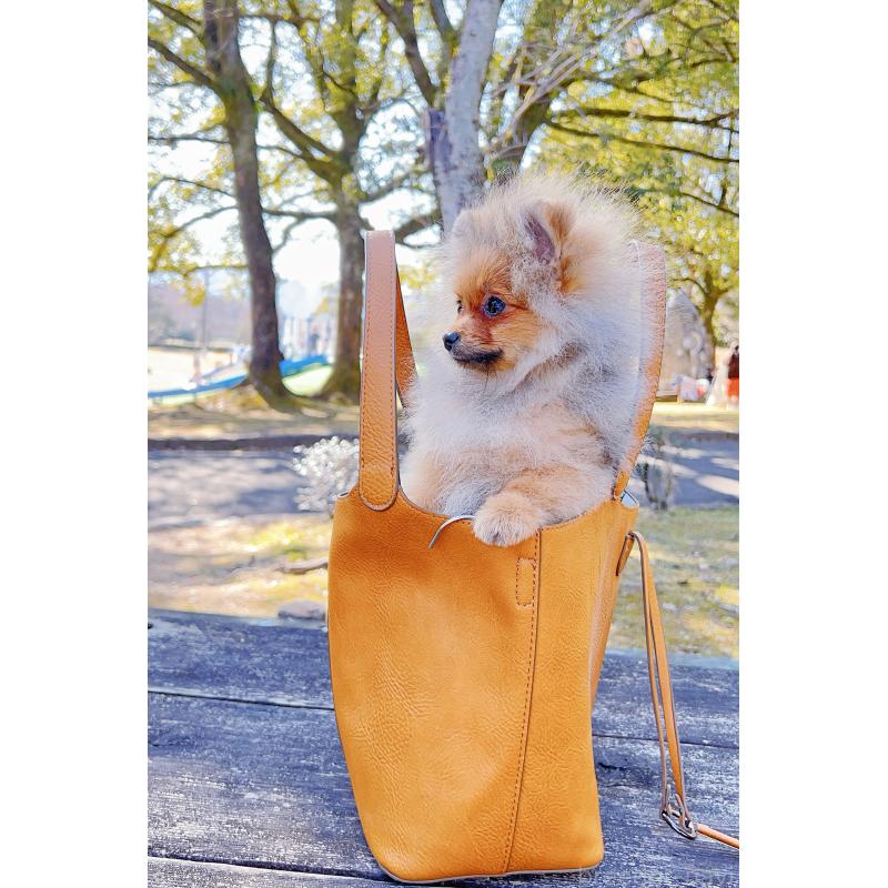 販売中の岐阜県のポメラニアン-430648の8枚目