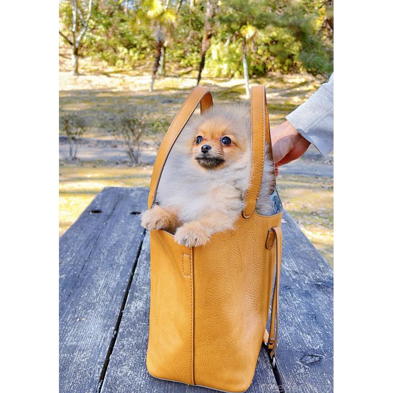 販売中の岐阜県のポメラニアン-430648の7枚目