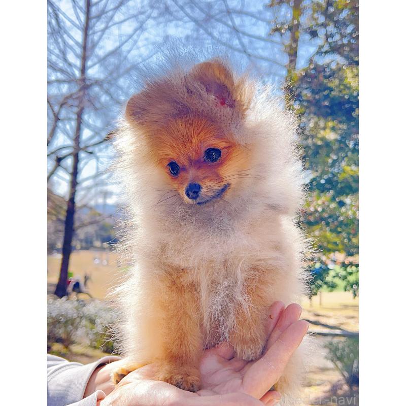 販売中の岐阜県のポメラニアン-430648の6枚目