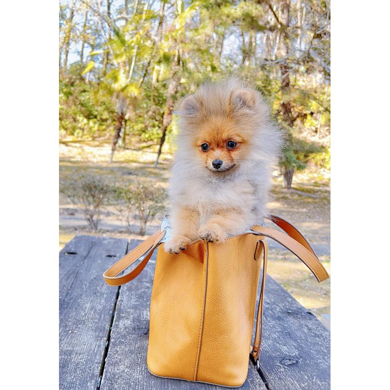 販売中の岐阜県のポメラニアン-430648の5枚目