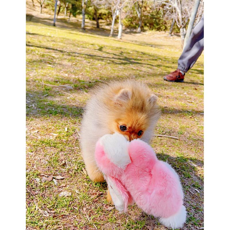 販売中の岐阜県のポメラニアン-430648の4枚目