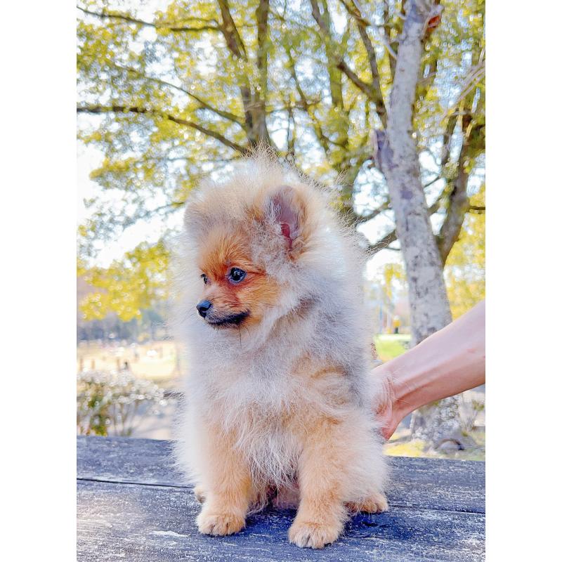 販売中の岐阜県のポメラニアン-430648の3枚目