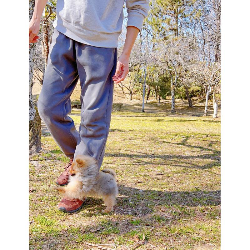 販売中の岐阜県のポメラニアン-430648の2枚目