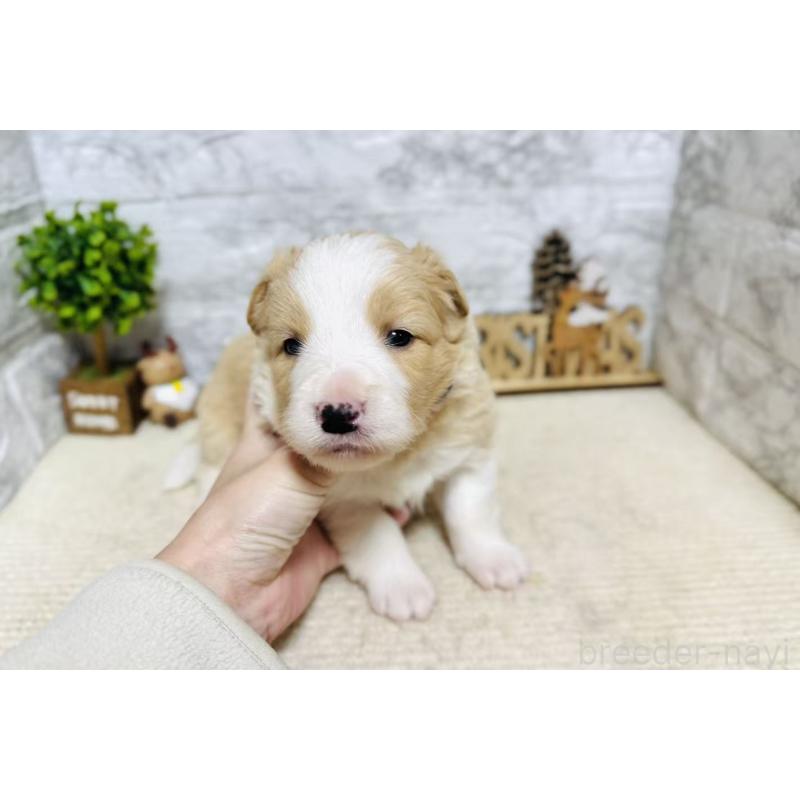 販売中の岐阜県のボーダーコリー-448833の9枚目