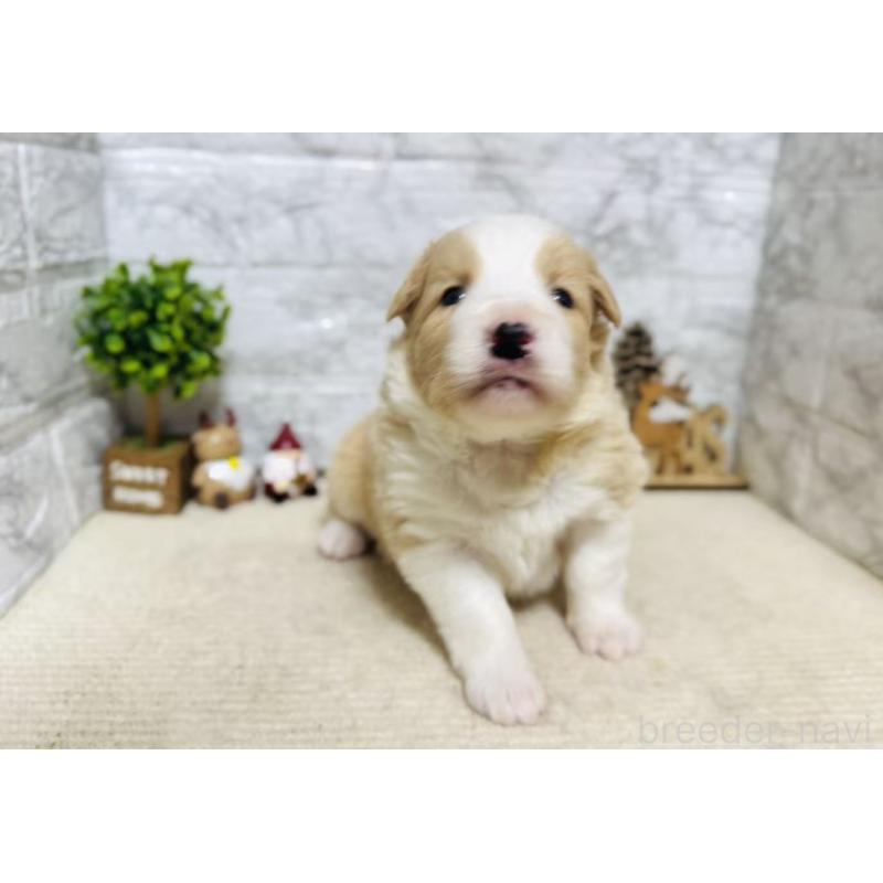 販売中の岐阜県のボーダーコリー-448833の6枚目