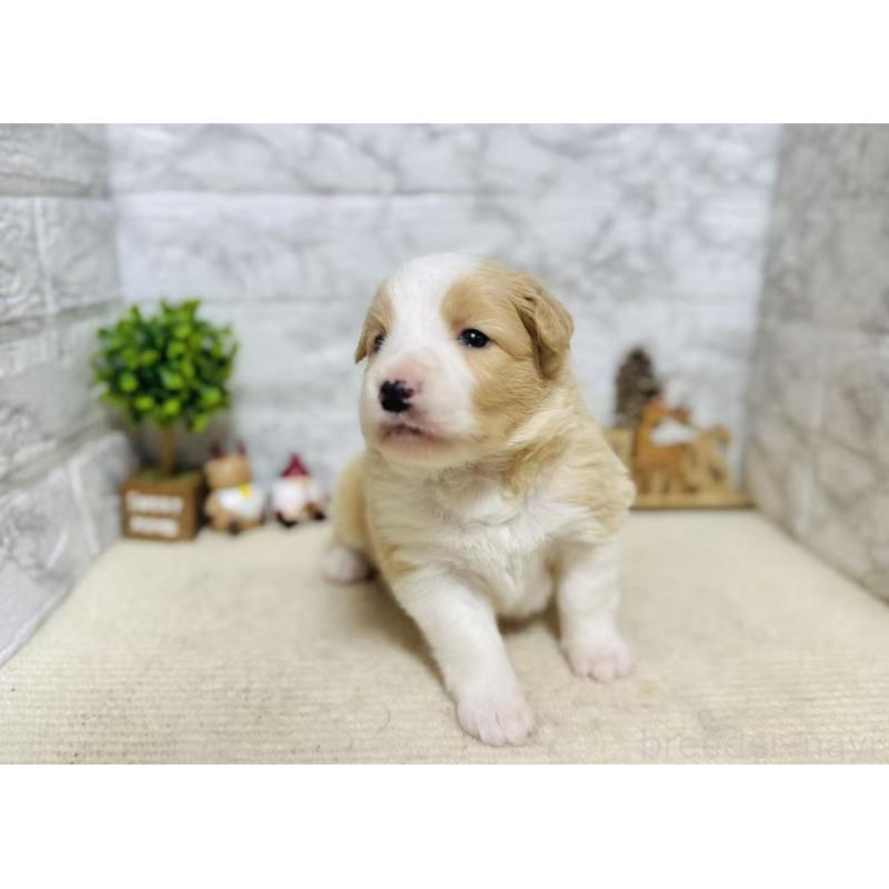 販売中の岐阜県のボーダーコリー-448833の5枚目