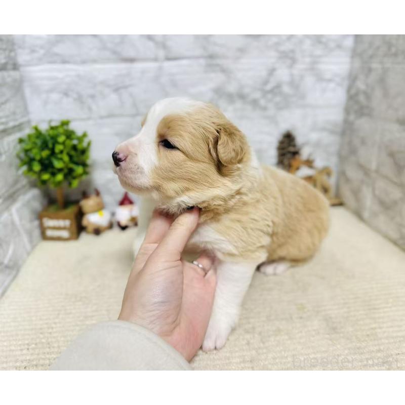 販売中の岐阜県のボーダーコリー-448833の4枚目