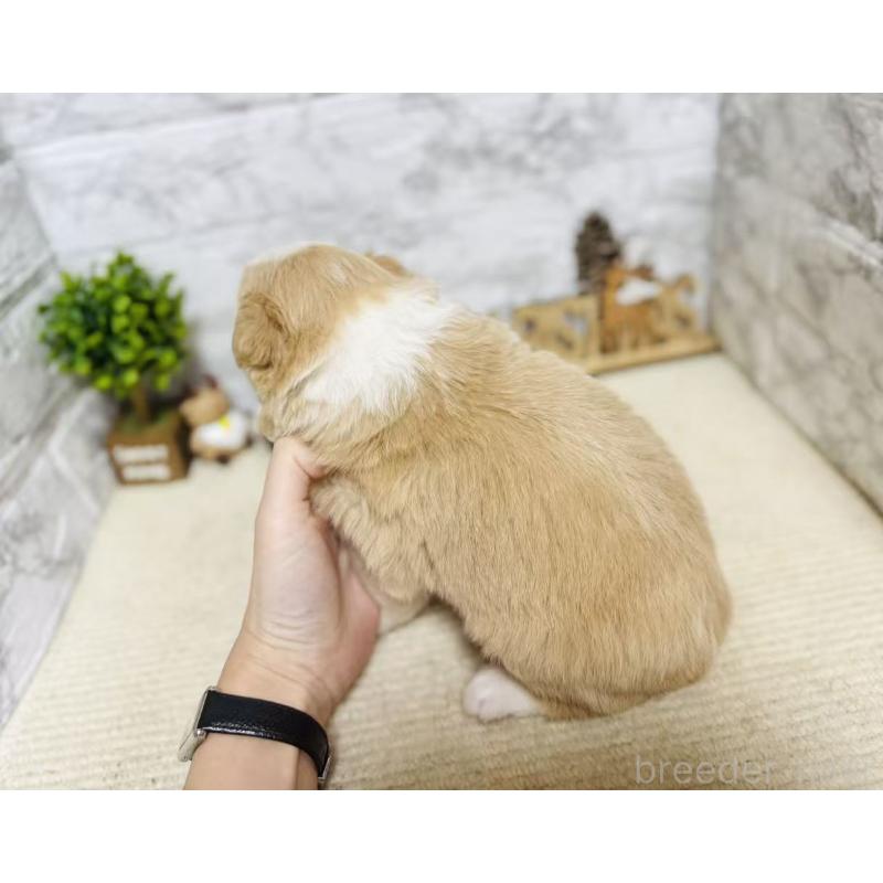 販売中の岐阜県のボーダーコリー-448833の3枚目