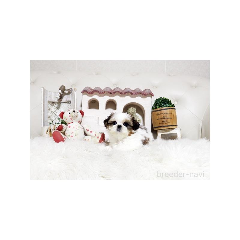 販売中の佐賀県のシーズー-448832の4枚目