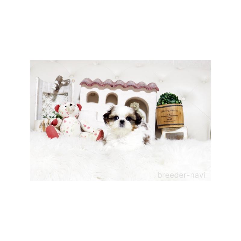 販売中の佐賀県のシーズー-448832の3枚目