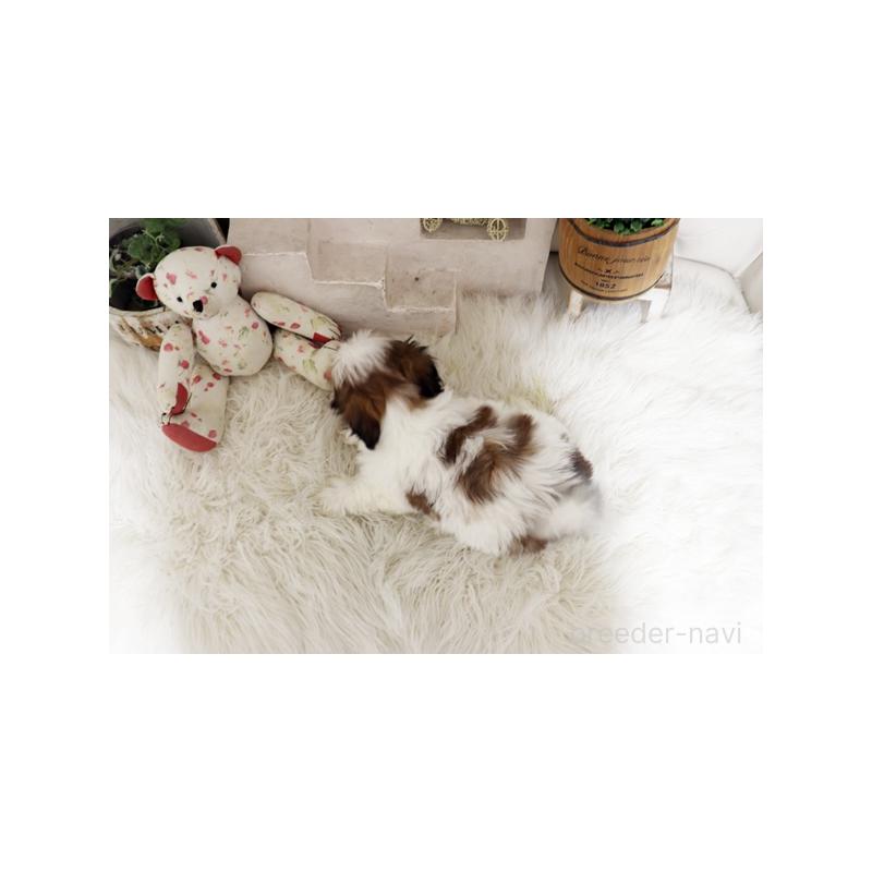 販売中の佐賀県のシーズー-448832の2枚目