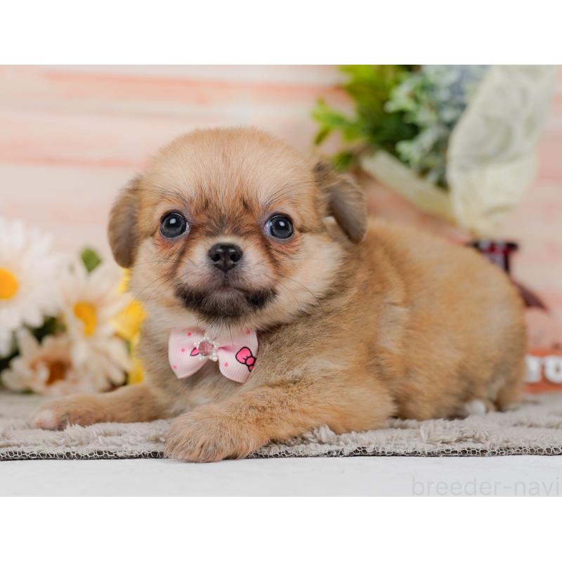 販売中の神奈川県のポメチワ:ポメラニアン×チワワ-448836の12枚目