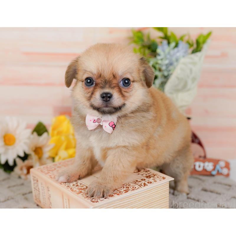 販売中の神奈川県のポメチワ:ポメラニアン×チワワ-448836の11枚目