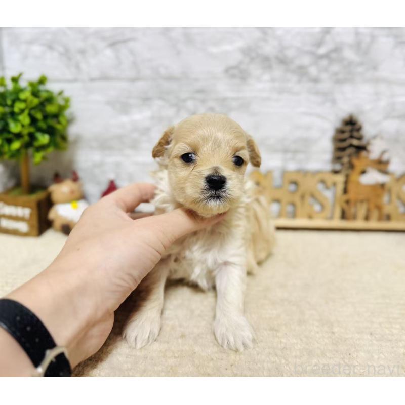 販売中の岐阜県のマルプー:マルチーズ×トイプードル-448837の7枚目