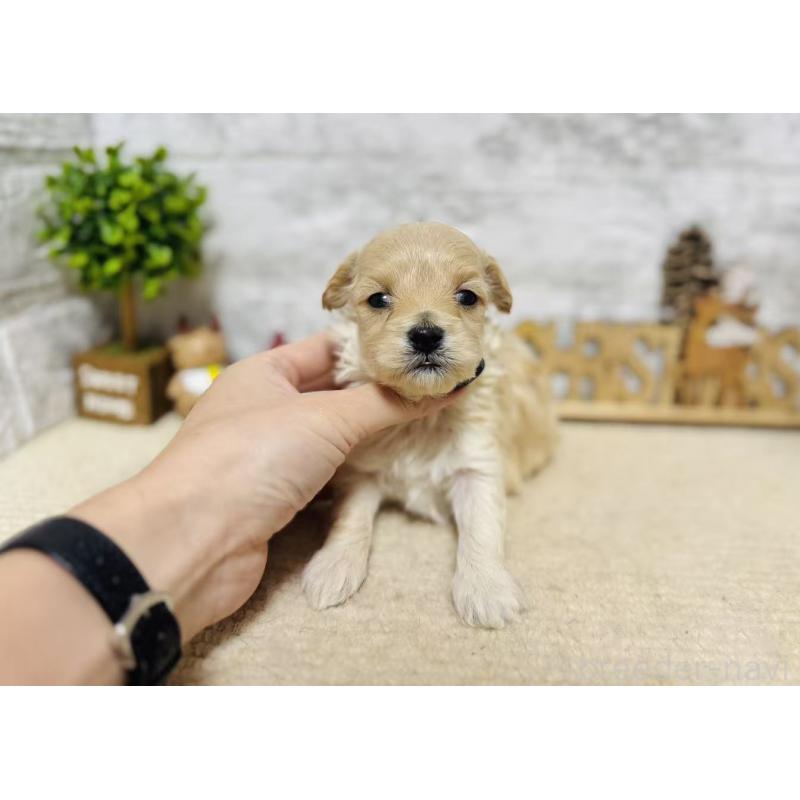 販売中の岐阜県のマルプー:マルチーズ×トイプードル-448837の6枚目