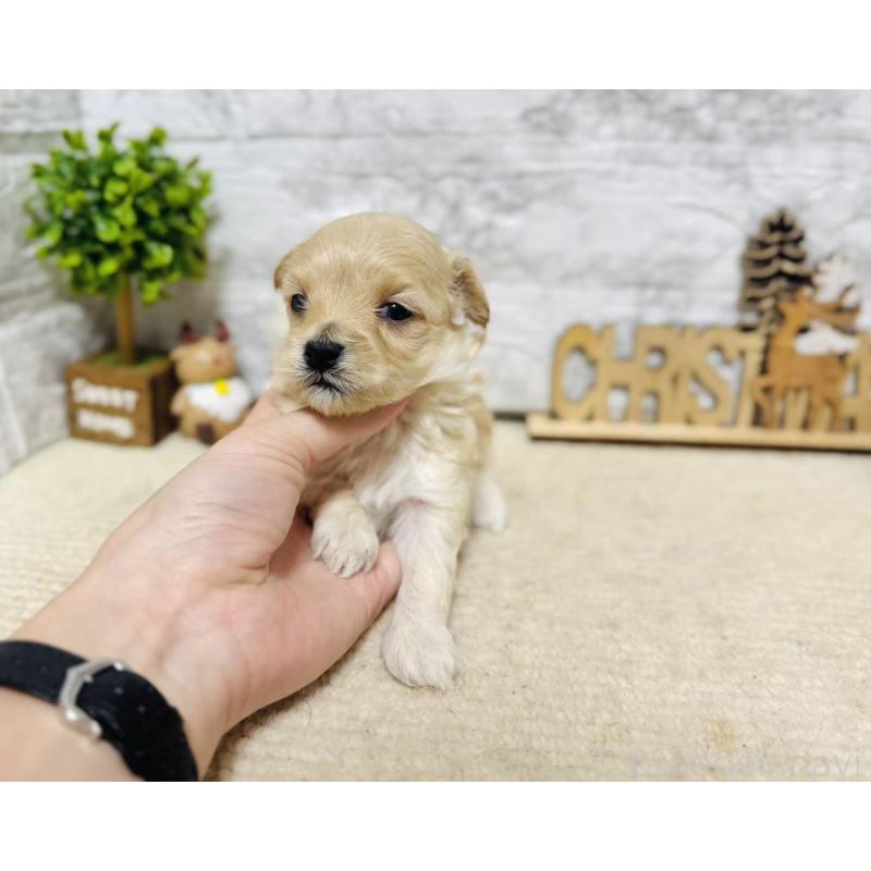 販売中の岐阜県のマルプー:マルチーズ×トイプードル-448837の5枚目