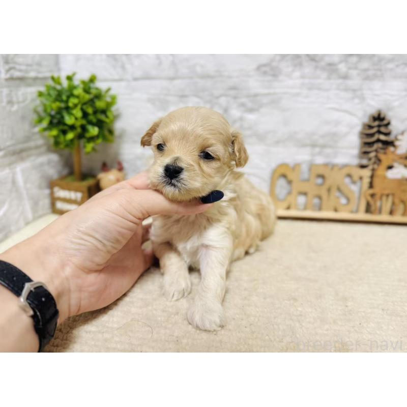 販売中の岐阜県のマルプー:マルチーズ×トイプードル-448837の4枚目