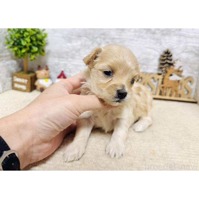 販売中の岐阜県のマルプー:マルチーズ×トイプードル-448837の3枚目