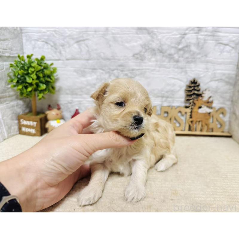 販売中の岐阜県のマルプー:マルチーズ×トイプードル-448837の2枚目