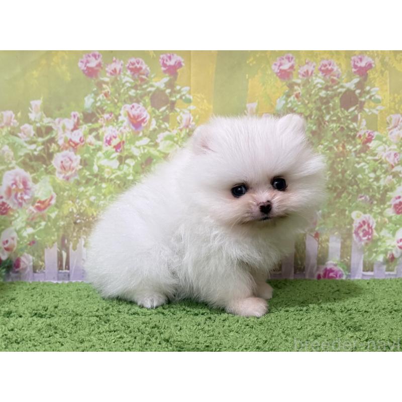 販売中の埼玉県のポメラニアン-448838の2枚目