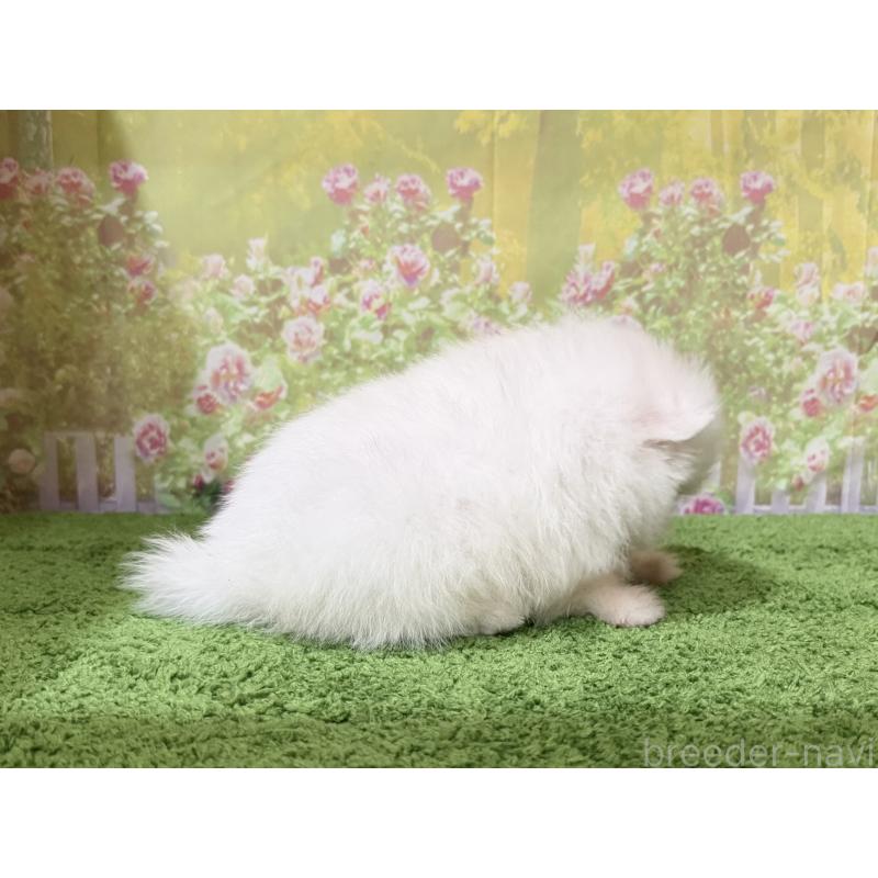 販売中の埼玉県のポメラニアン-448839の2枚目