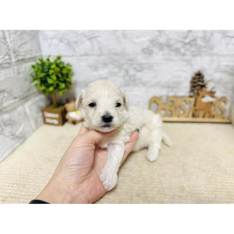 販売中の岐阜県のマルプー:マルチーズ×トイプードル-448840の8枚目