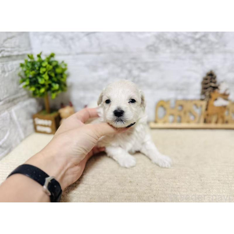 販売中の岐阜県のマルプー:マルチーズ×トイプードル-448840の7枚目