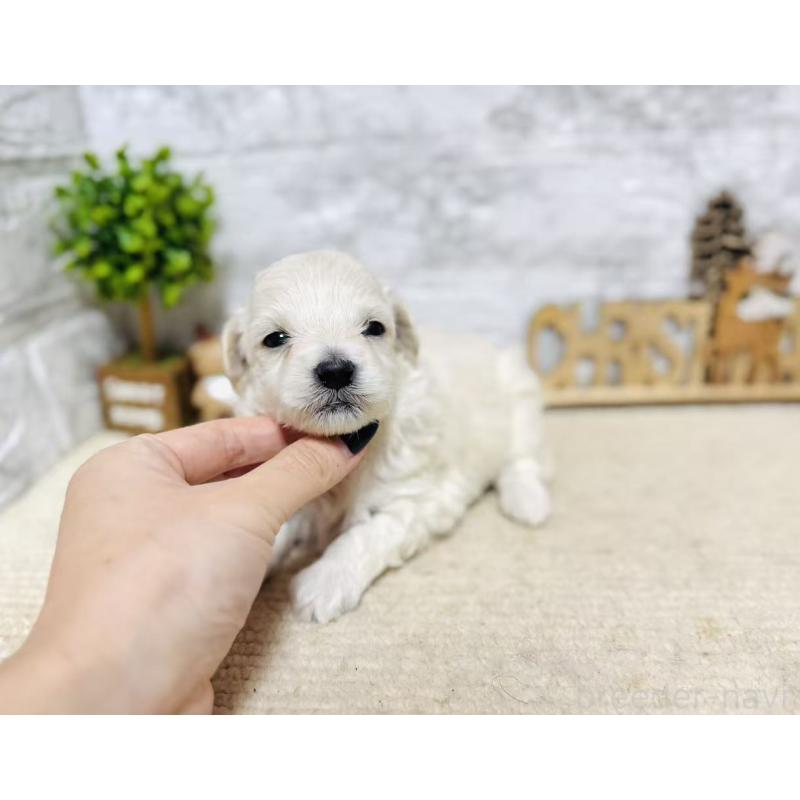 販売中の岐阜県のマルプー:マルチーズ×トイプードル-448840の5枚目