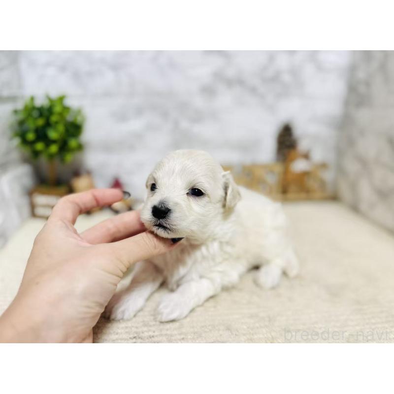 販売中の岐阜県のマルプー:マルチーズ×トイプードル-448840の6枚目