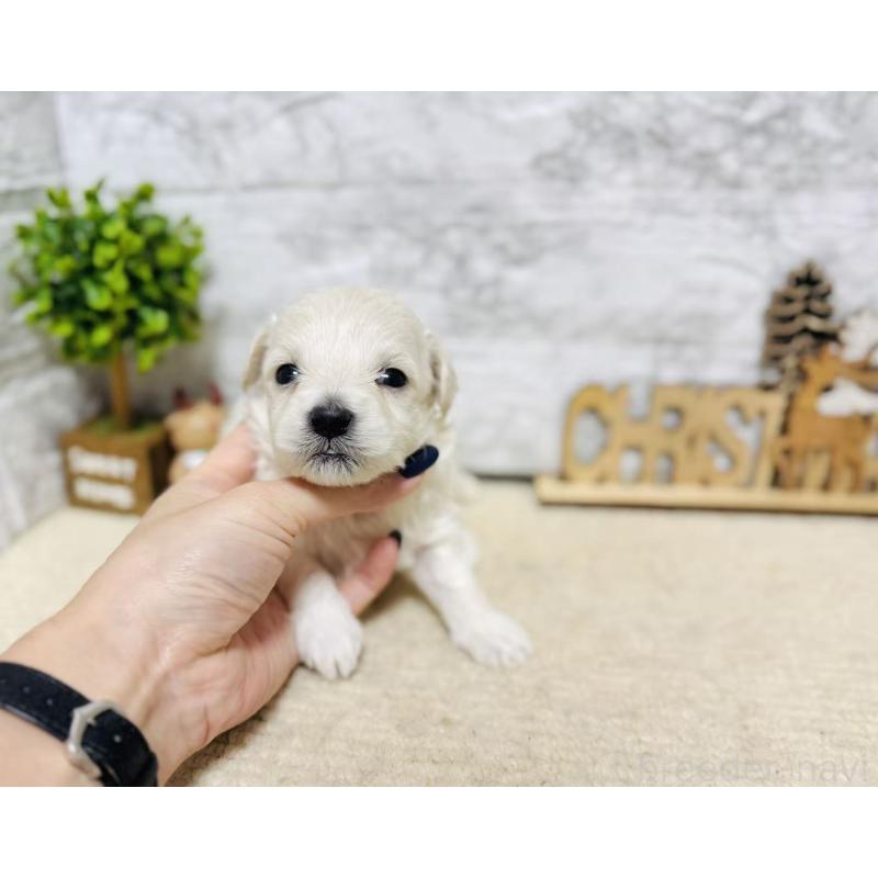 販売中の岐阜県のマルプー:マルチーズ×トイプードル-448840の4枚目