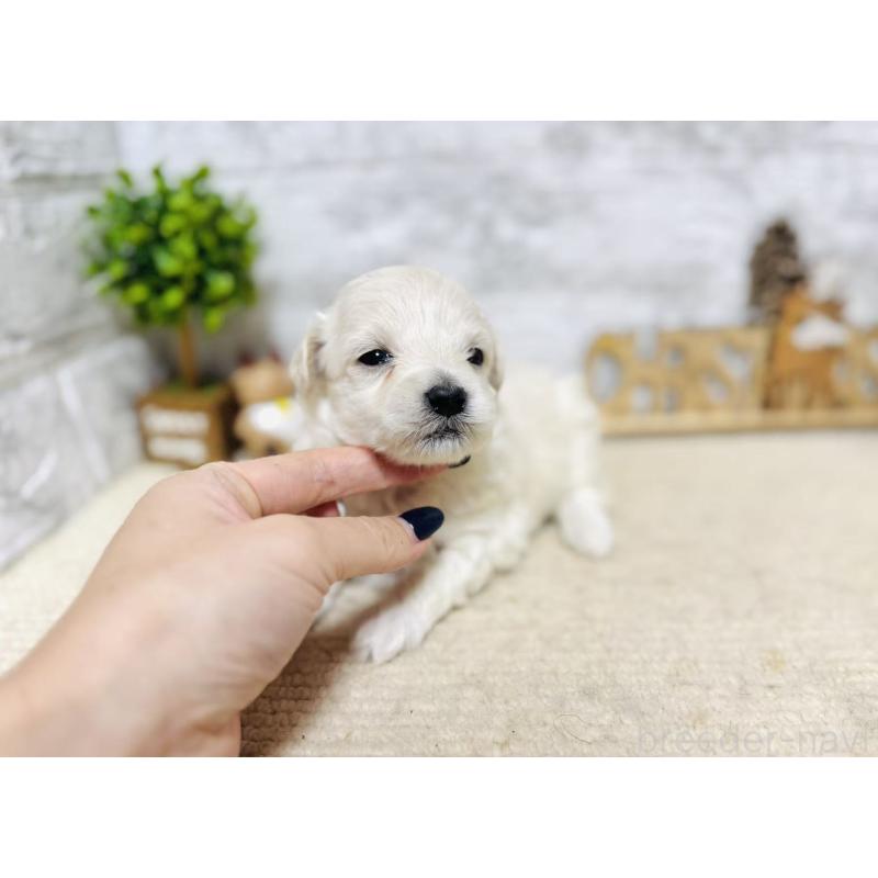 販売中の岐阜県のマルプー:マルチーズ×トイプードル-448840の3枚目