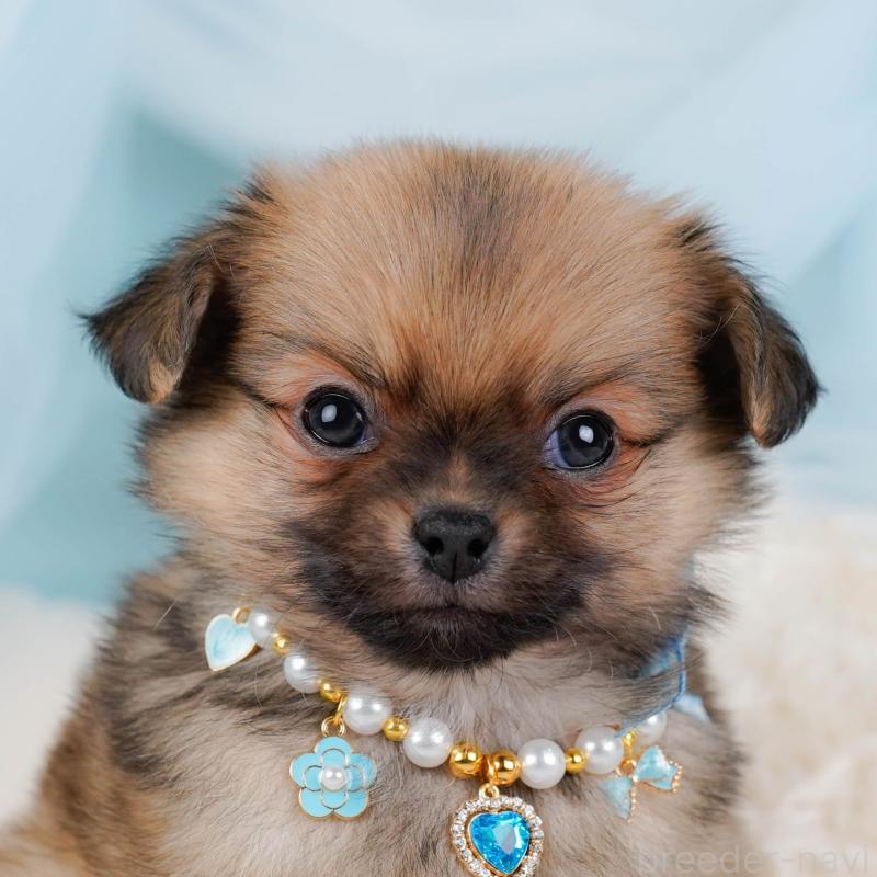 販売中の神奈川県のポメチワ:ポメラニアン×チワワ-448841