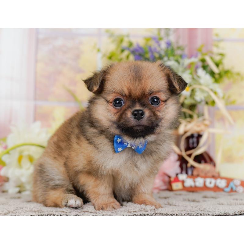 販売中の神奈川県のポメチワ:ポメラニアン×チワワ-448841の14枚目