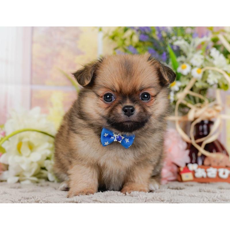 販売中の神奈川県のポメチワ:ポメラニアン×チワワ-448841の11枚目