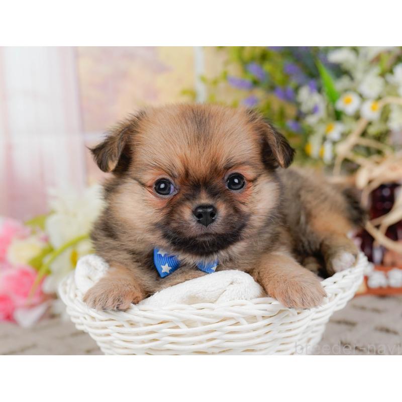 販売中の神奈川県のポメチワ:ポメラニアン×チワワ-448841の10枚目