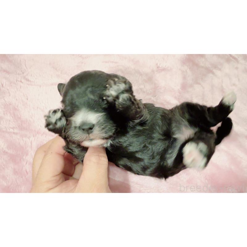 販売中の奈良県のチワプー:チワワ×トイプードル-448844の12枚目