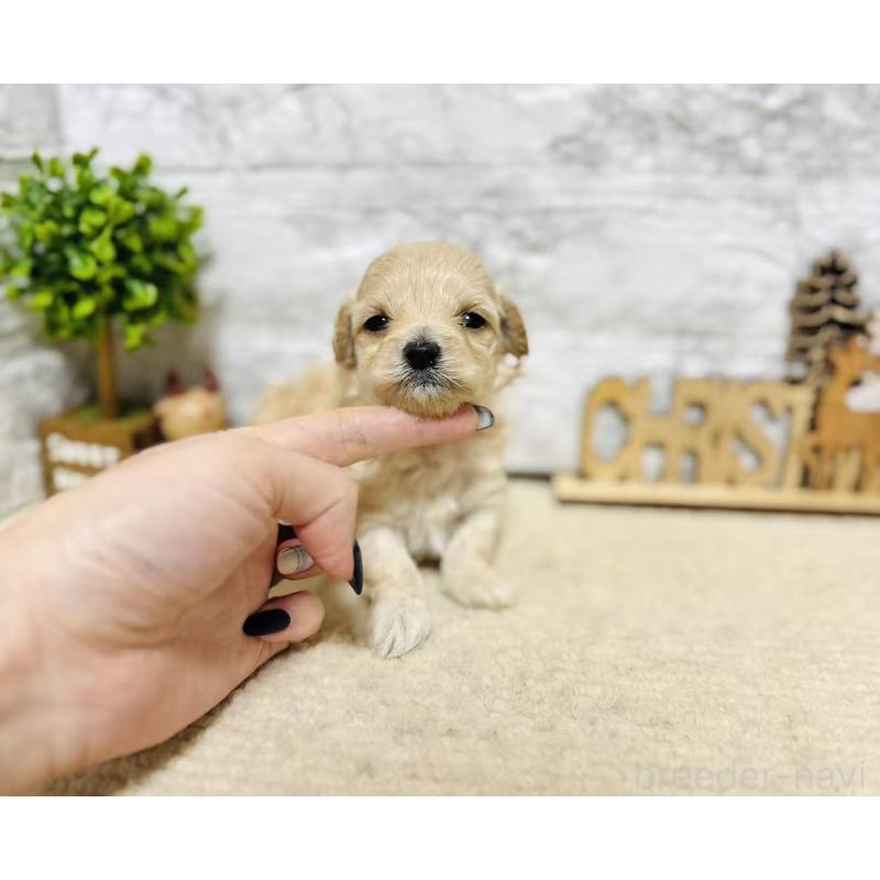 販売中の岐阜県のマルプー:マルチーズ×トイプードル-448842の8枚目