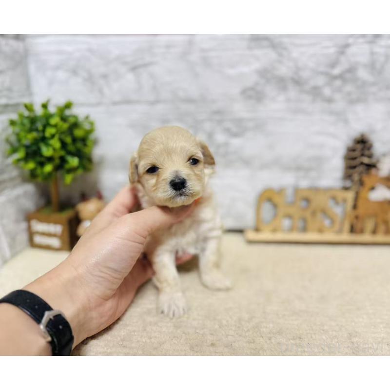 販売中の岐阜県のマルプー:マルチーズ×トイプードル-448842の7枚目