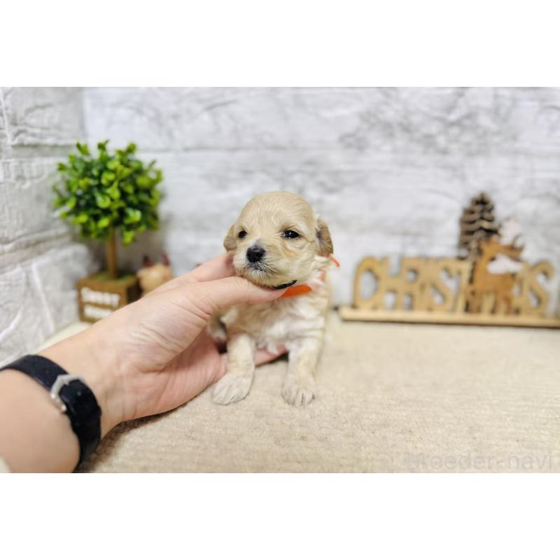 販売中の岐阜県のマルプー:マルチーズ×トイプードル-448842の6枚目