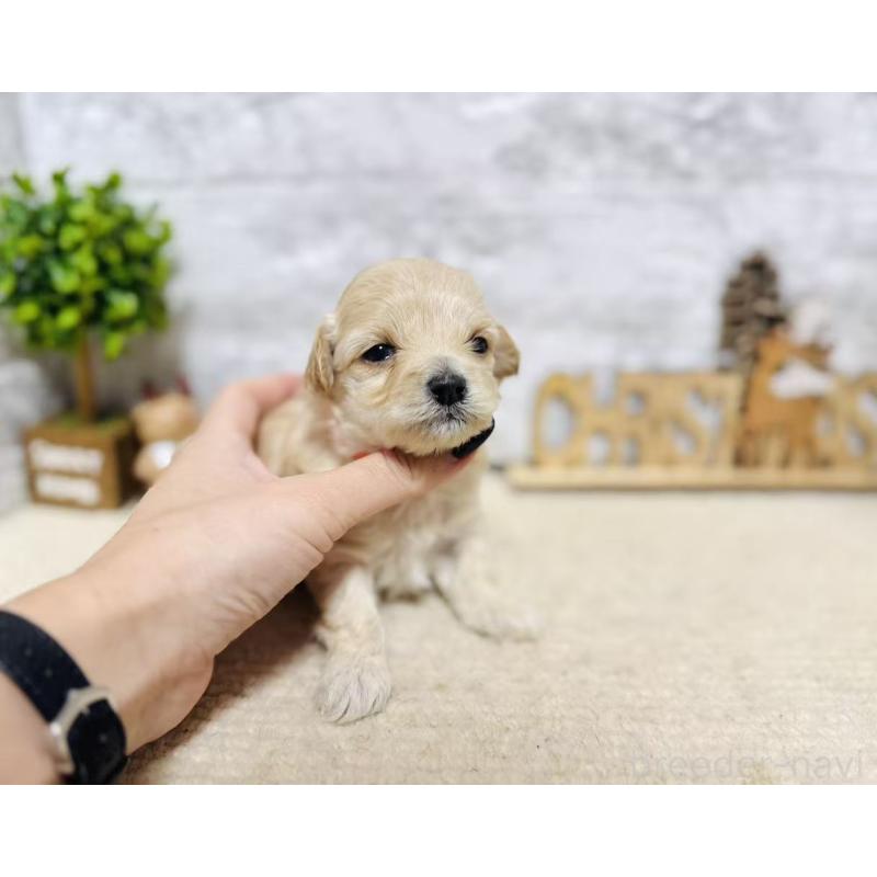 販売中の岐阜県のマルプー:マルチーズ×トイプードル-448842の5枚目